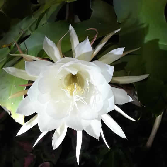 Fleur de Kadupul