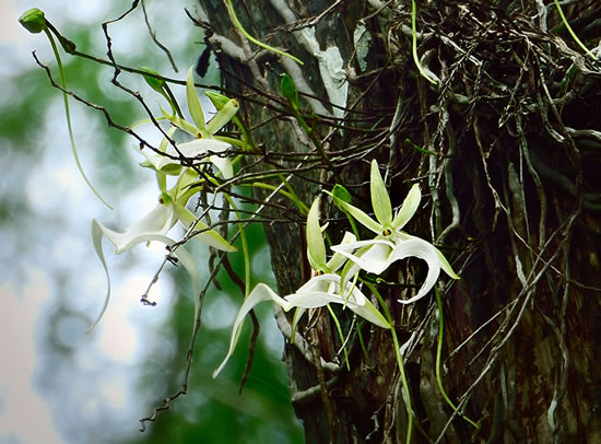 Orchidée fantôme