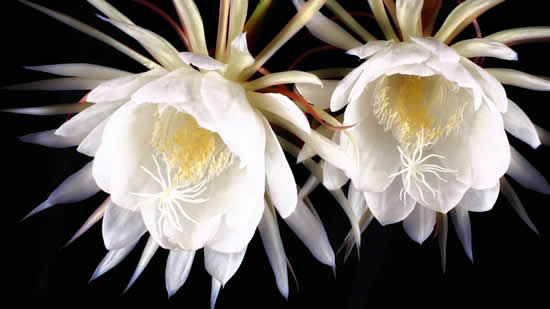 Belle fleur de Kadupul