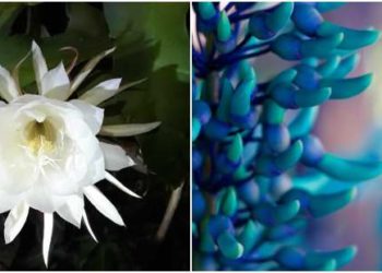 Fleurs rares et exotiques: 5 belles plantes