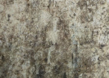 Truismes sur la moisissure noire et pourquoi il est préférable de laisser la réparation aux professionnels