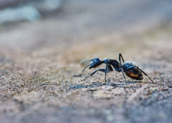 5 causes courantes d’une infestation de fourmis et comment s’en débarrasser