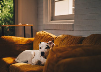 Choisir un système de sécurité à domicile sans danger pour les animaux domestiques