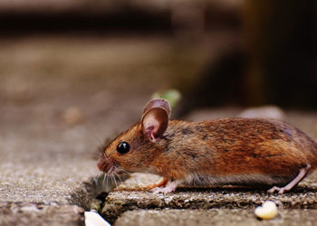 Comment protéger votre maison des parasites?