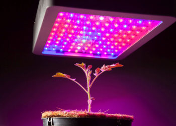 Comment fonctionnent les lampes de culture à LED ?