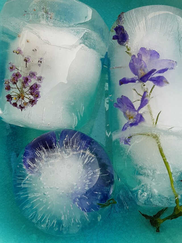 roses avec de la glace