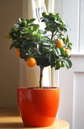 jardinage de citron vert en pot