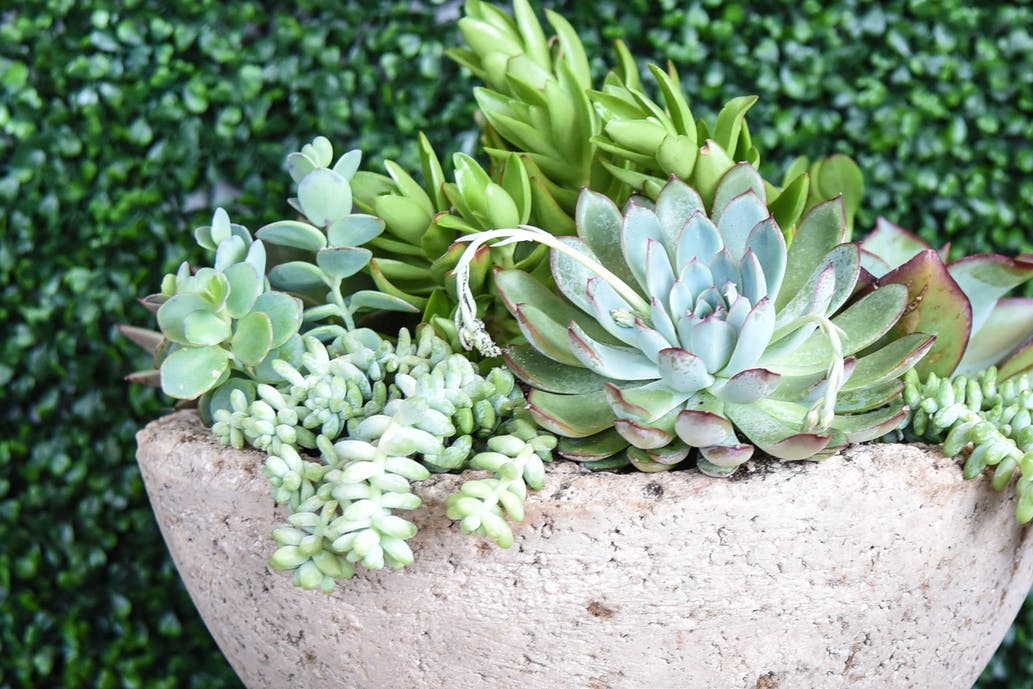 succulente et, pot en ciment, belle astuce de jardinage