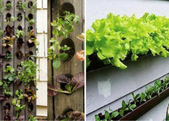 Jardinage à la maison, trucs et idées