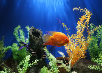 Comment bien prendre soin de vos poissons et de leur aquarium