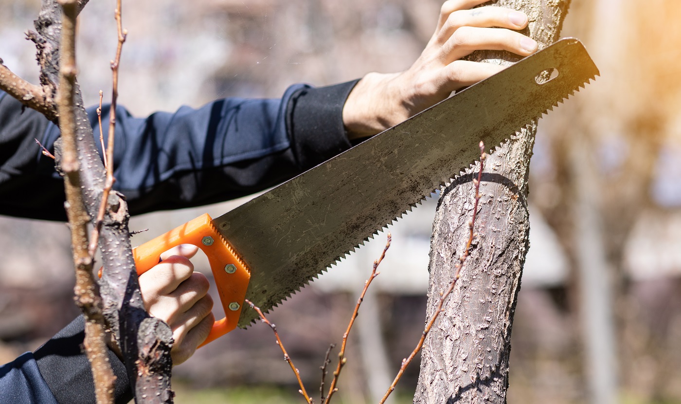 un homme sciant un arbre dans le jardin pendant la journée