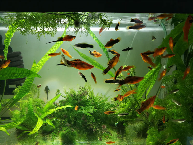 2-13 Comment bien prendre soin de vos poissons et de leur aquarium