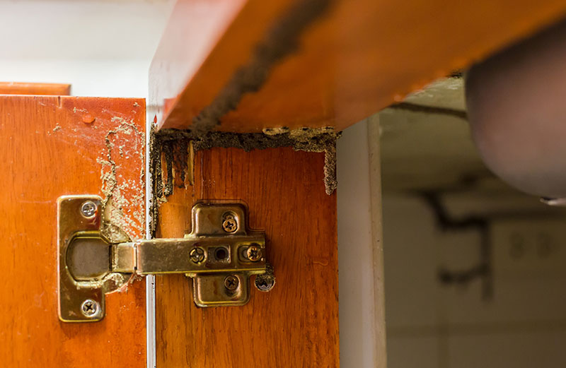 AdobeStock_278151515 Comment éviter les termites dans n'importe quelle zone de votre maison