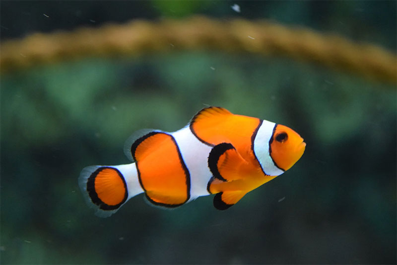 2-9 Faits intéressants sur les poissons que nous gardons dans les aquariums