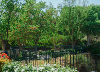 Pourquoi un mauvais entretien des arbres peut-il endommager votre maison et votre jardin ?