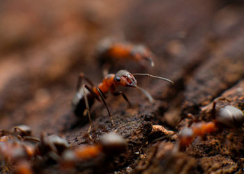 Quels sont les différents types de lutte antiparasitaire ?