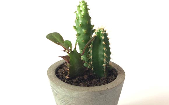 Comment faire un pot en ciment avec des cactus