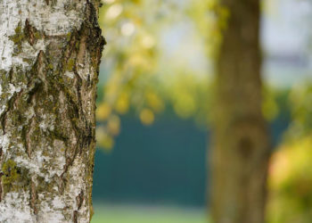 Conseils d&rsquo;entretien et d&rsquo;entretien des arbres que vous devez connaître