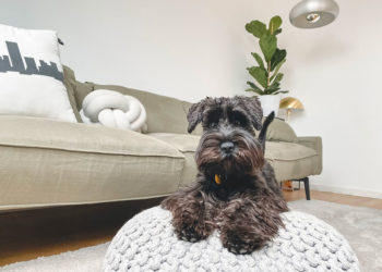 5 grands tissus adaptés aux animaux de compagnie pour votre maison