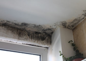 Comment se débarrasser de la moisissure dans la maison et l’empêcher de repousser