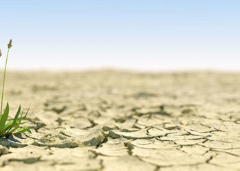 Comment prendre soin de vos plantes pendant une sécheresse