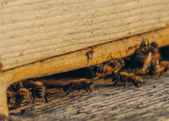 Solutions de lutte antiparasitaire : comment protéger votre maison