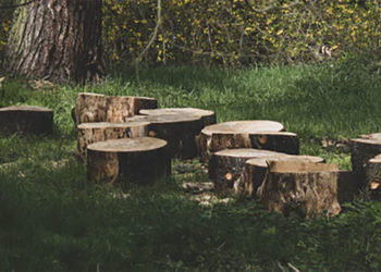 Un guide en 6 étapes pour abattre un grand arbre en toute sécurité