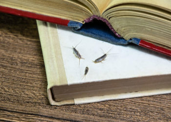 4 signes du poisson d&rsquo;argent et ce que vous pouvez faire à ce sujet