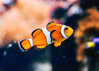 Ce que vous devez savoir avant d&rsquo;acheter un poisson pour votre aquarium domestique
