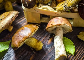 24 types de champignons et leurs utilisations