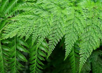 25 types de fougères à considérer pour votre maison