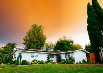 Devriez-vous essayer des solutions de bricolage pour prendre soin de vos arbres ?