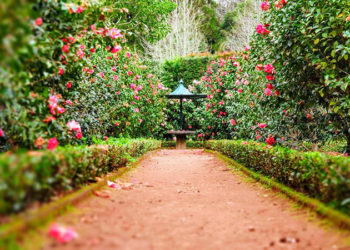 Les meilleures idées pour créer de l’ombre dans votre jardin