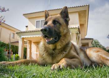Les bases de la formation des chiens de garde pour la sécurité à domicile