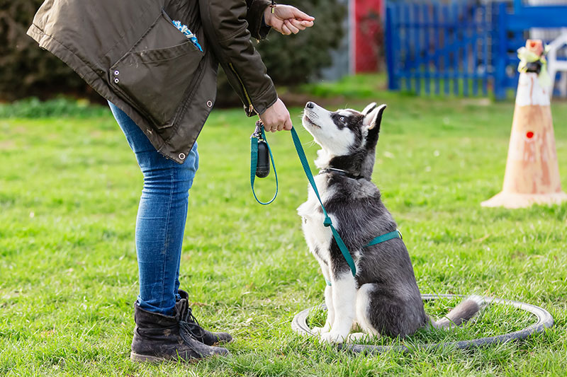 AdobeStock_282473421 Les bases de la formation des chiens de garde pour la sécurité à domicile