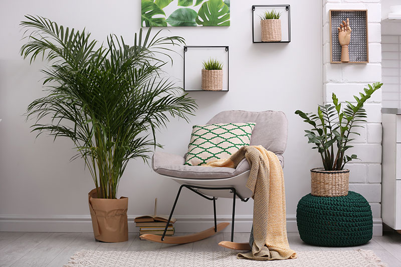 AdobeStock_284468717 5 plantes d'intérieur à faible entretien pour les débutants