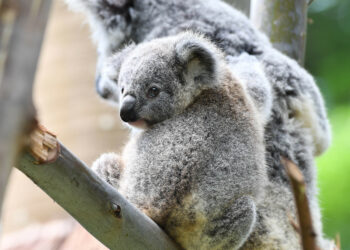 Are koalas legal pets?