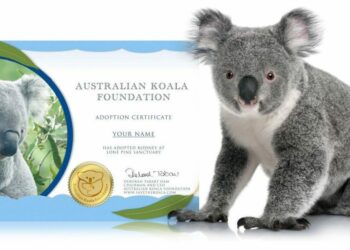 Can you adopt a koala UK?