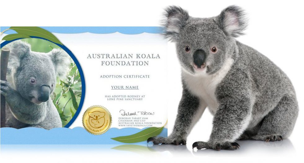 can-you-adopt-a-koala-uk