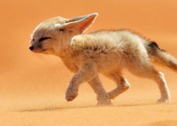 C'est quoi l'animal le plus mignon ?