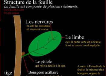 C'est quoi une feuille de Sopalin ?