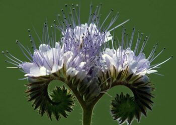 C'est quoi une personne fleur bleue ?