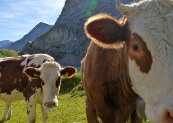 Comment Appelle-t-on celui qui trait les vaches ?