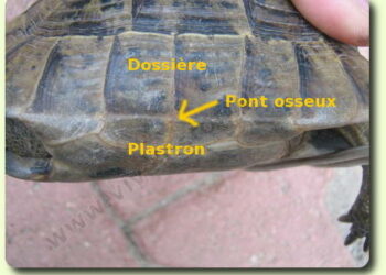 Comment Appelle-t-on la carapace de la tortue ?