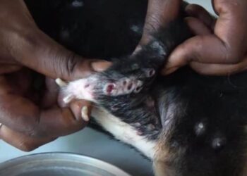 Comment Appelle-t-on la peau des animaux ?