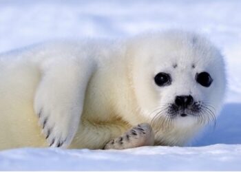 Comment Appelle-t-on le bébé du guépard ?