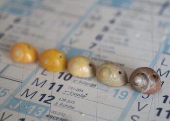 Comment Appelle-t-on les petits coquillages ?