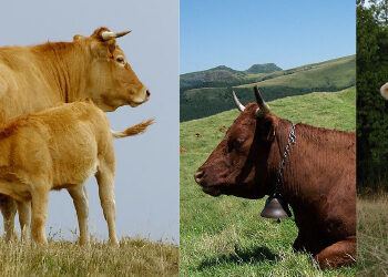 Comment Appelle-t-on les vaches à viande ?