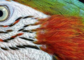 Comment Appelle-t-on plusieurs couleurs ?