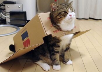 Comment Appelle-t-on un chat sans race ?